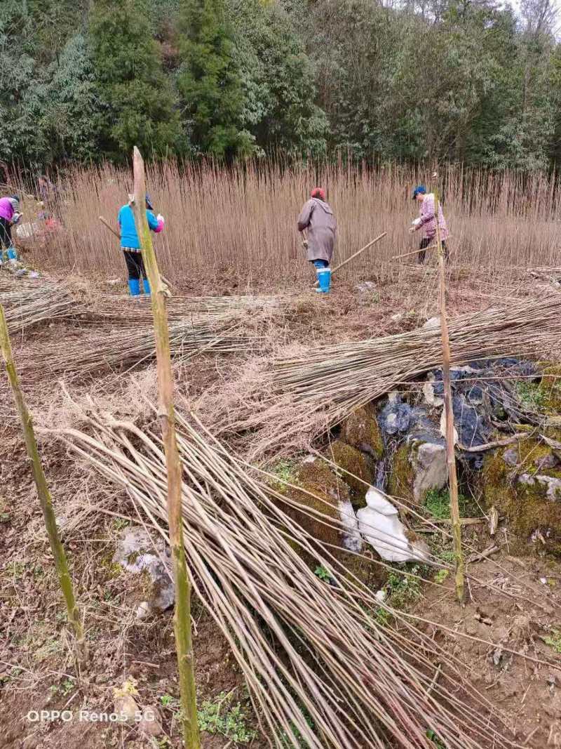 栾树种子黄山栾树小苗处理栾树小苗黄山栾树5公分
