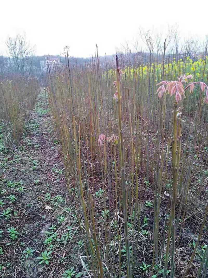 栾树种子黄山栾树小苗处理栾树小苗黄山栾树5公分