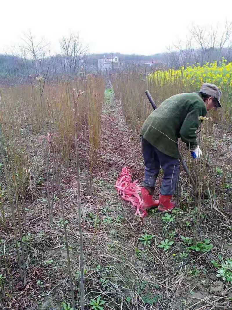 栾树种子黄山栾树小苗处理栾树小苗黄山栾树5公分