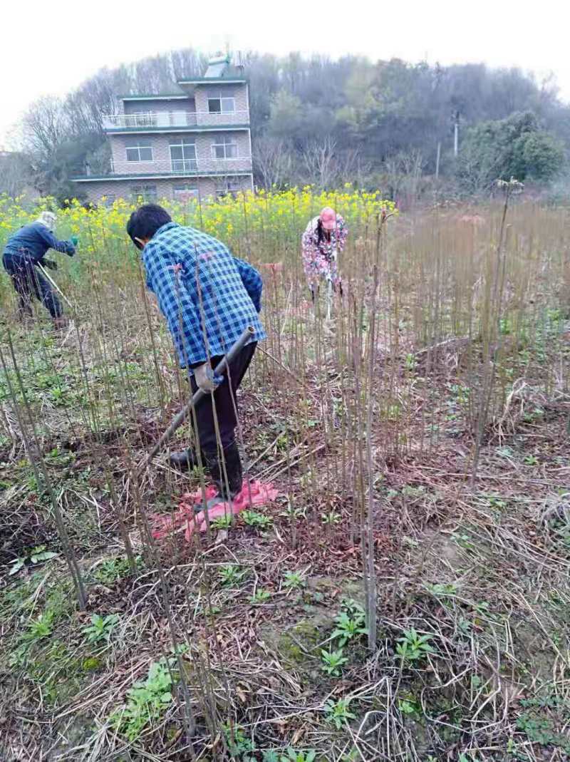 栾树种子黄山栾树小苗处理栾树小苗黄山栾树5公分