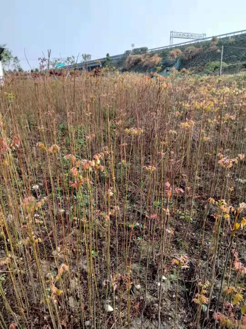 栾树种子黄山栾树小苗处理栾树小苗黄山栾树5公分