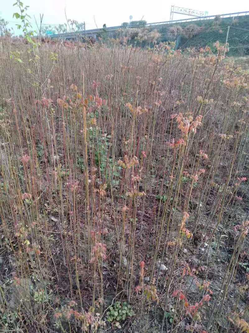 栾树种子黄山栾树小苗处理栾树小苗黄山栾树5公分