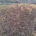 栾树种子黄山栾树小苗处理栾树小苗黄山栾树5公分