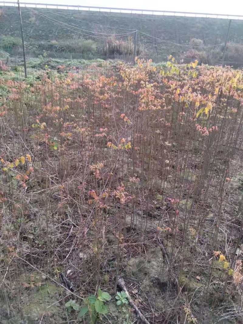 栾树种子黄山栾树小苗处理栾树小苗黄山栾树5公分
