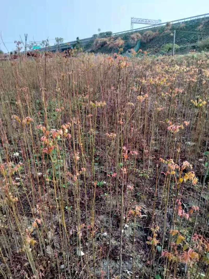 栾树种子黄山栾树小苗处理栾树小苗黄山栾树5公分
