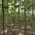 栾树种子黄山栾树小苗处理栾树小苗黄山栾树5公分