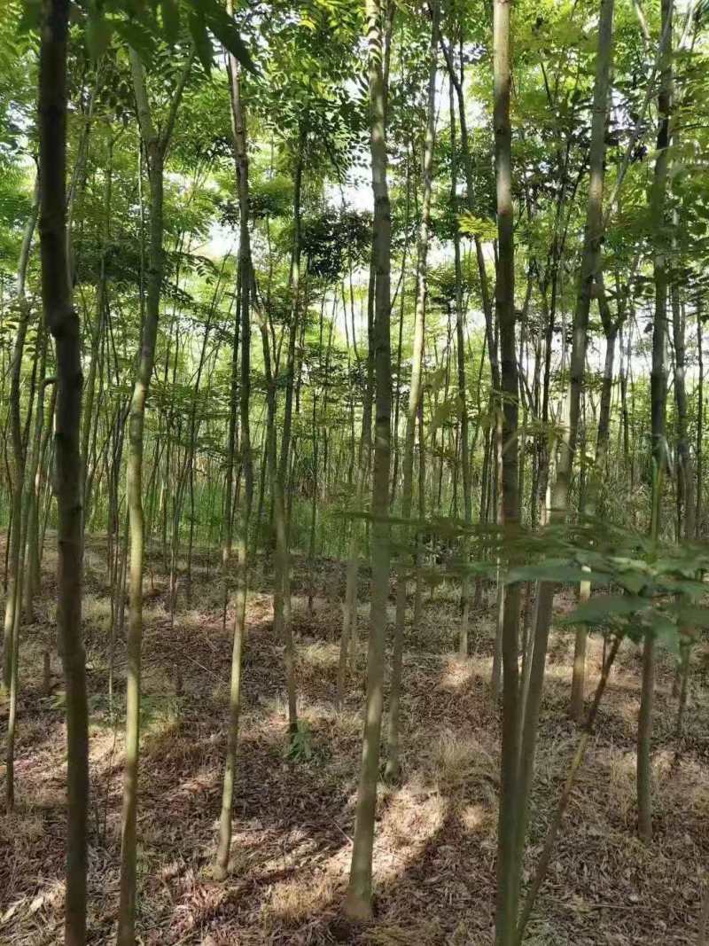 栾树种子黄山栾树小苗处理栾树小苗黄山栾树5公分
