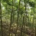 栾树种子黄山栾树小苗处理栾树小苗黄山栾树5公分