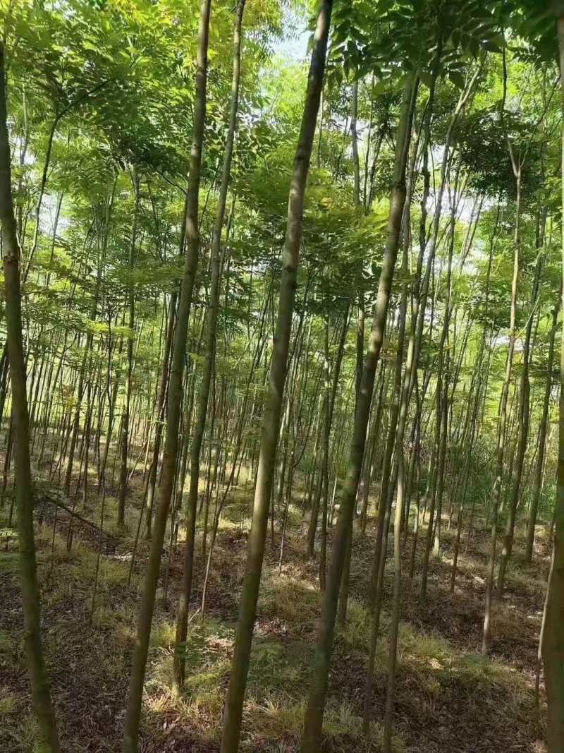 栾树种子黄山栾树小苗处理栾树小苗黄山栾树5公分