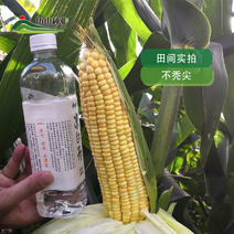 水果玉米黄甜58鲜食加工均可中早熟植株壮穗长厂家直销