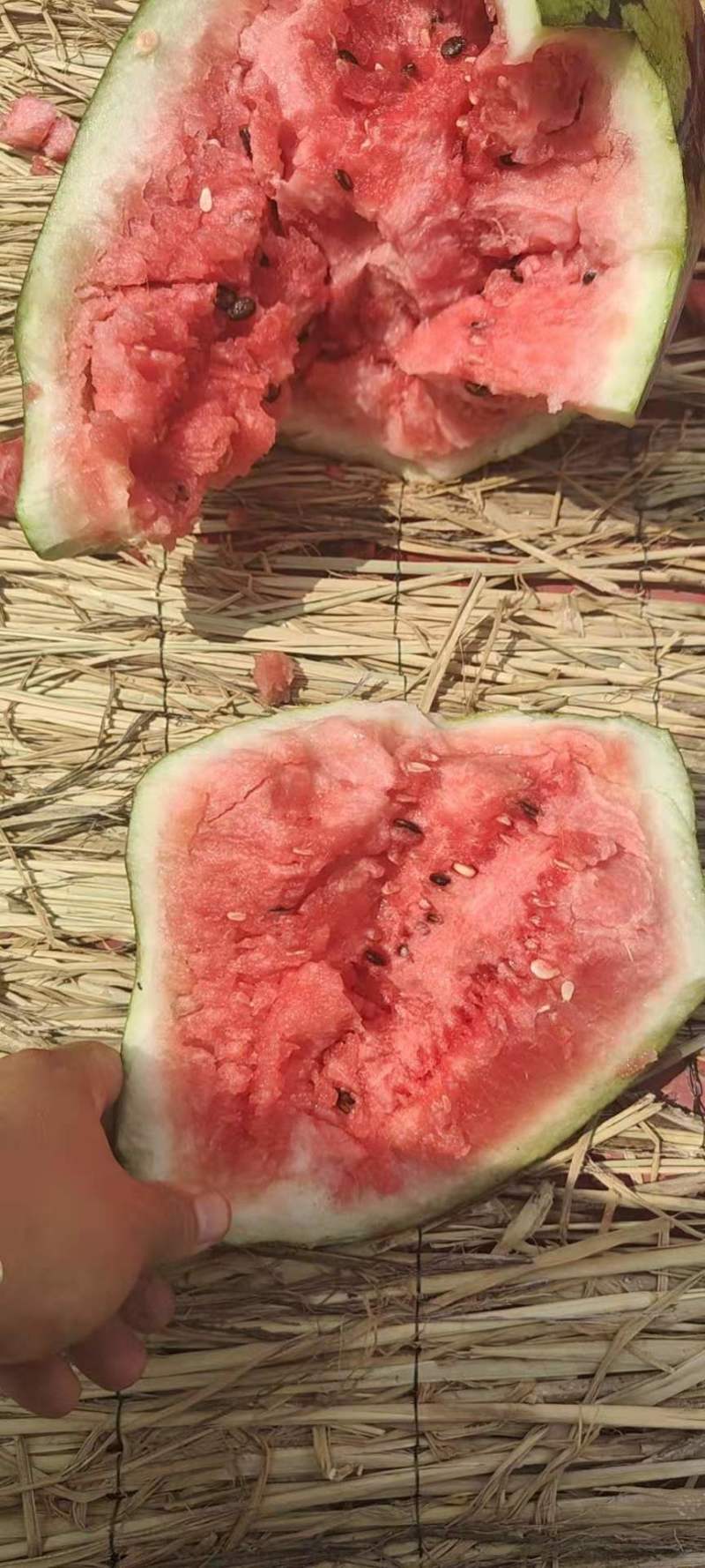 精品冠龙西瓜河南西瓜汁多肉甜，诚信经营，质优价廉
