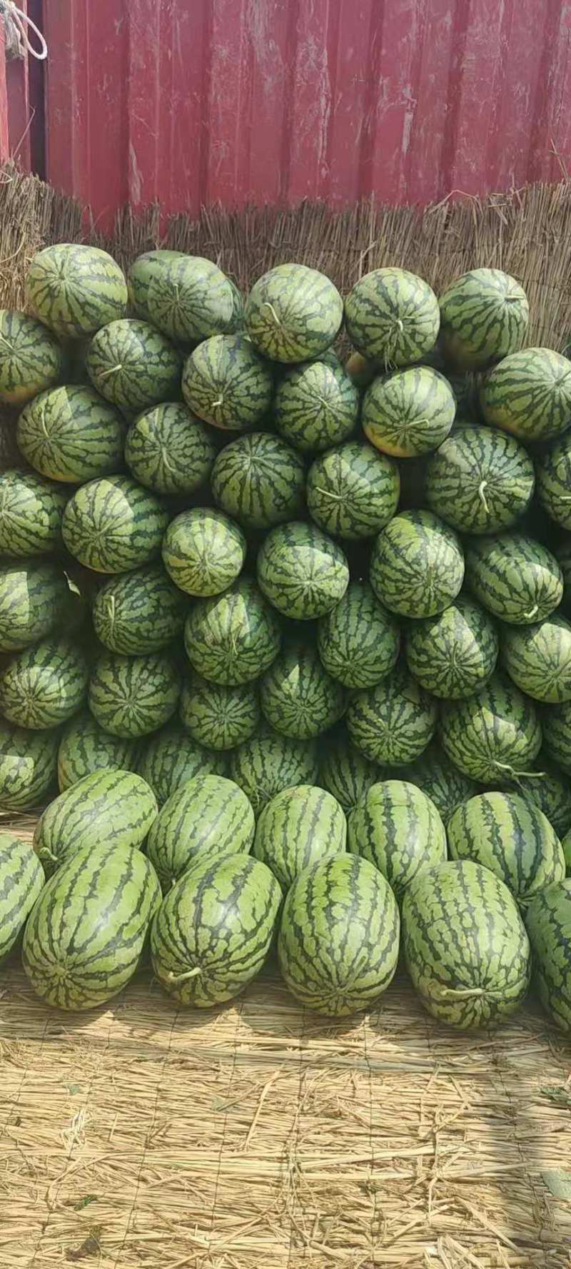 精品冠龙西瓜河南西瓜汁多肉甜，诚信经营，质优价廉