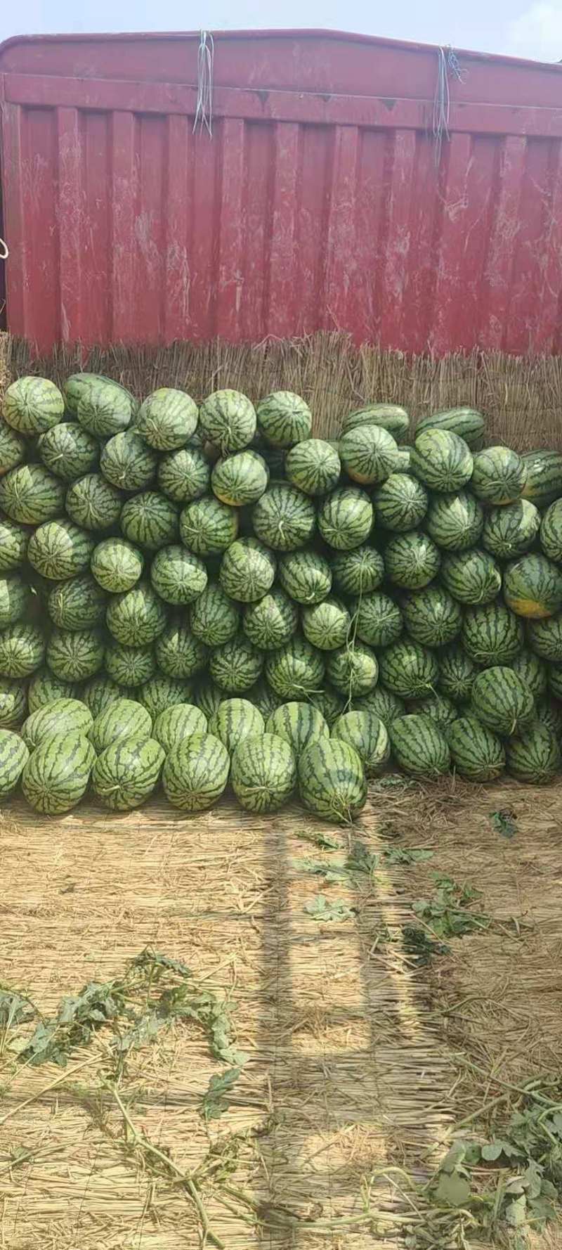 精品冠龙西瓜河南西瓜汁多肉甜，诚信经营，质优价廉