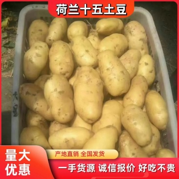 荷兰十五土豆包质包量，货源充足全国发货，一手货源