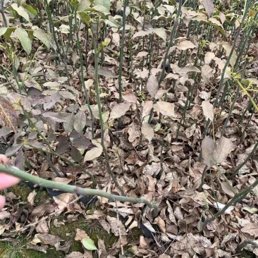 鄂西红豆小苗鄂西红豆5公分鄂西红豆10鄂西红豆25公分