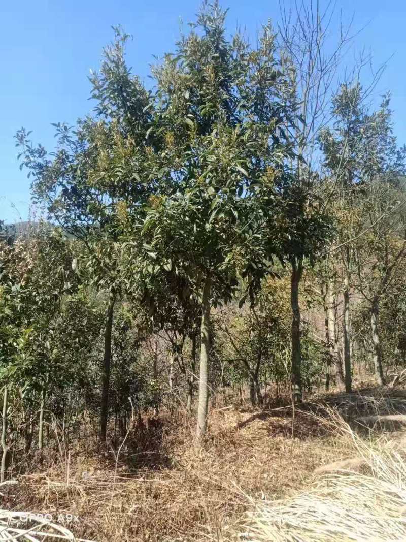 鄂西红豆小苗鄂西红豆5公分鄂西红豆10鄂西红豆25公分