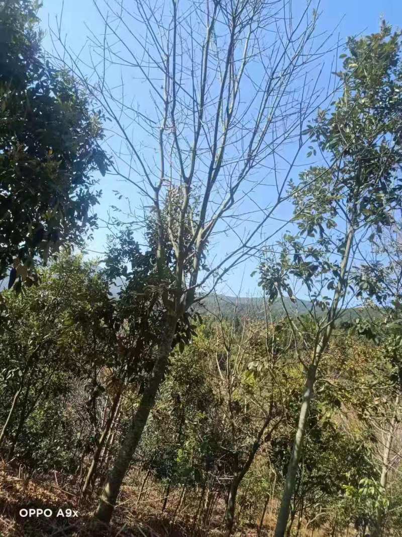 鄂西红豆小苗鄂西红豆5公分鄂西红豆10鄂西红豆25公分