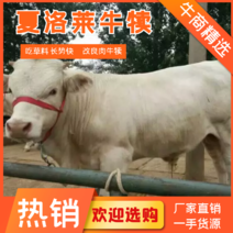 夏洛莱牛犊白牛夏洛莱牛300~600斤，养殖场直供