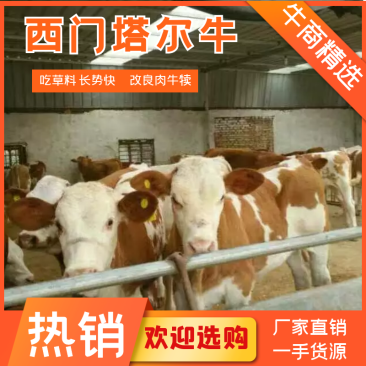 西门塔尔牛200~600斤牛犊大小都有,产地直供