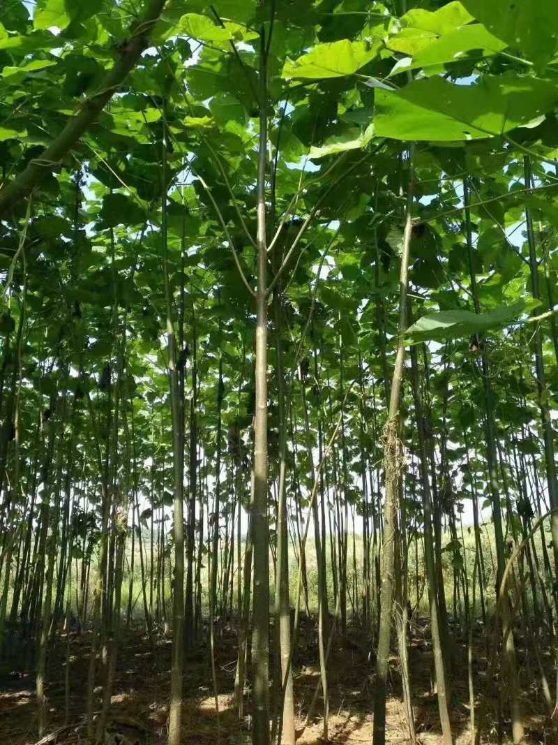 泡桐小苗泡桐2公分泡桐5公分泡桐12公分泡桐20