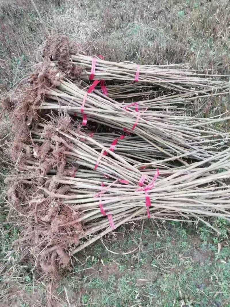 泡桐小苗泡桐2公分泡桐5公分泡桐12公分泡桐20