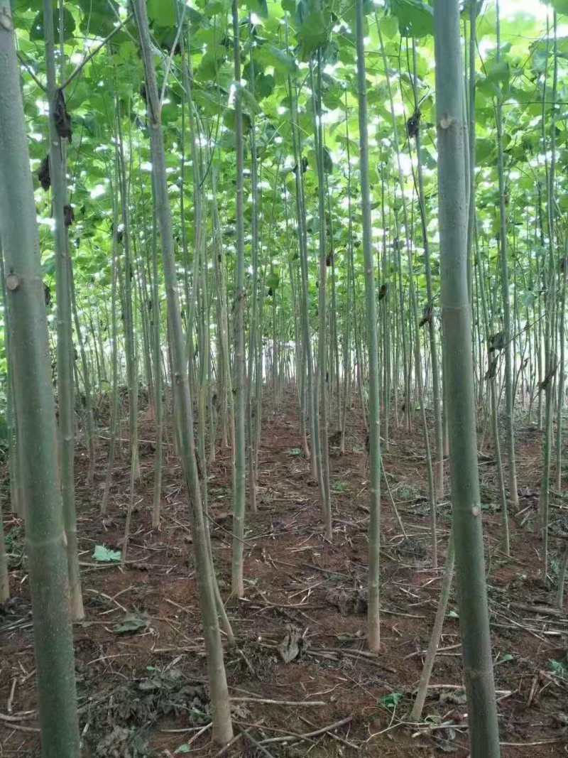 泡桐小苗泡桐2公分泡桐5公分泡桐12公分泡桐20