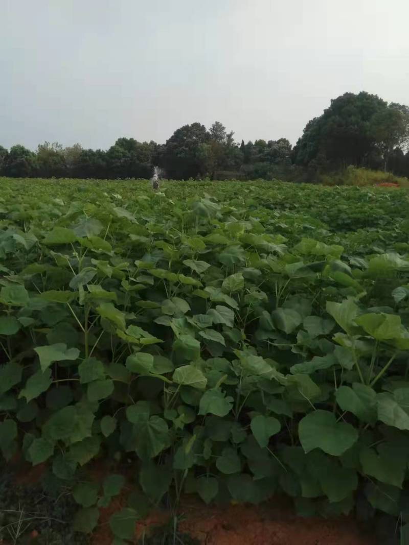 泡桐小苗泡桐2公分泡桐5公分泡桐12公分泡桐20