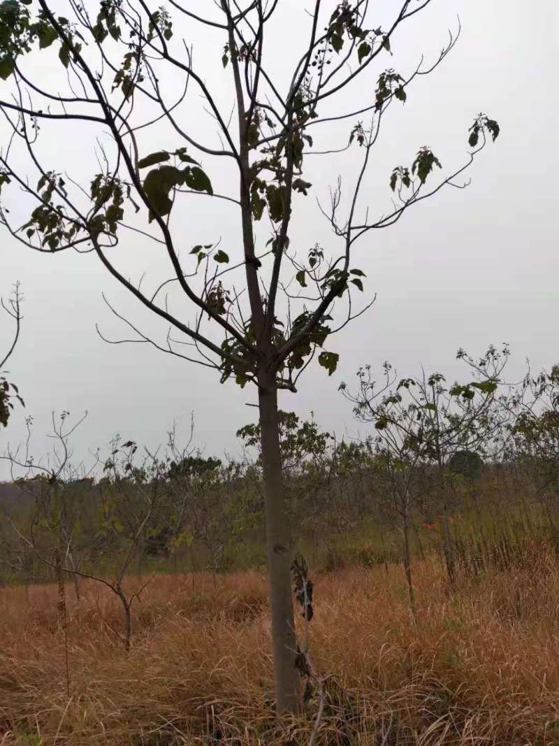 泡桐小苗泡桐2公分泡桐5公分泡桐12公分泡桐20