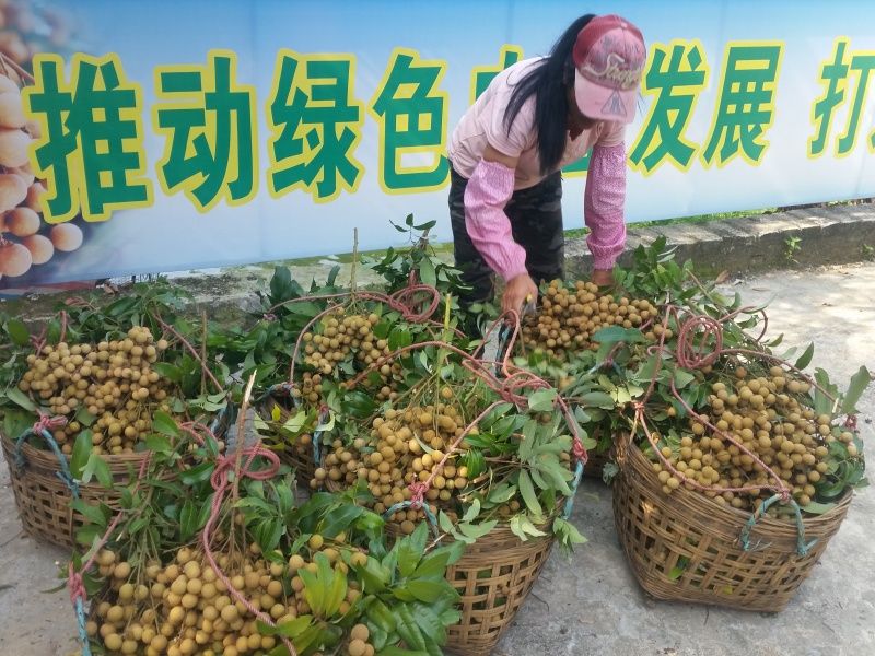 三好益生龙眼