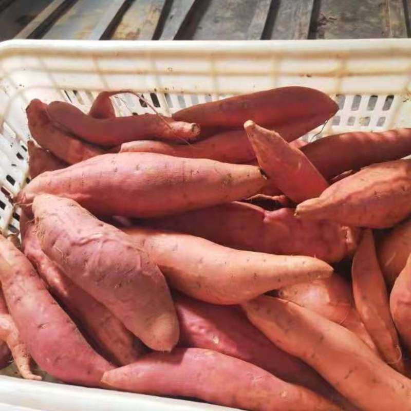 【热卖】糖化烟薯25蜜薯红薯地瓜产地直发烤薯店电商社区团购