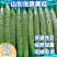 山东黄瓜大量上市，现摘现发质量优价格低有专业的包装团队。