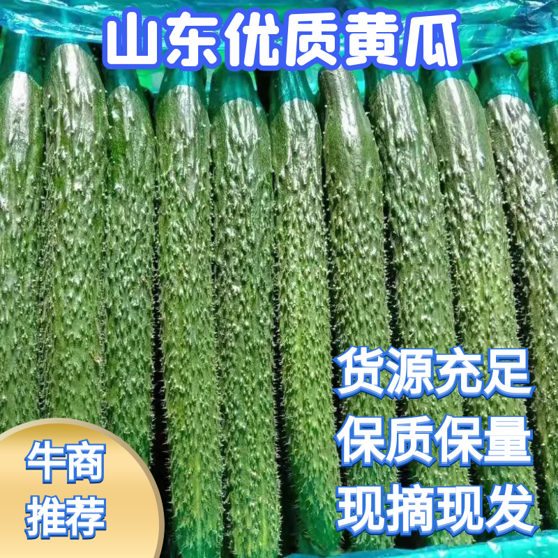 山东黄瓜大量上市，现摘现发质量优价格低有专业的包装团队。