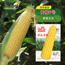 黄糯玉米种子细长棒大籽粒糯香爽口早熟厂家直销价格低