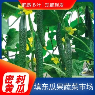 【黄瓜】山东精品密刺黄瓜大量上市产地直供现摘现发欢迎采购