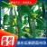 【黄瓜】山东精品密刺黄瓜大量上市产地直供现摘现发欢迎采购