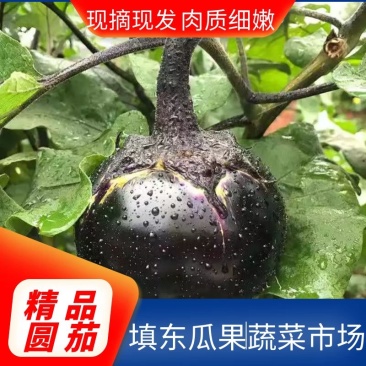 山东茄子圆茄子大量有货按事实报价诚信经营