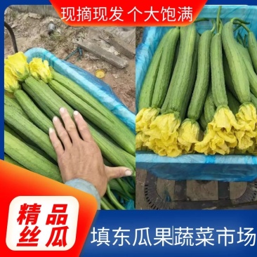 山东品质丝瓜大量供应色泽鲜艳诚信经营真实报价