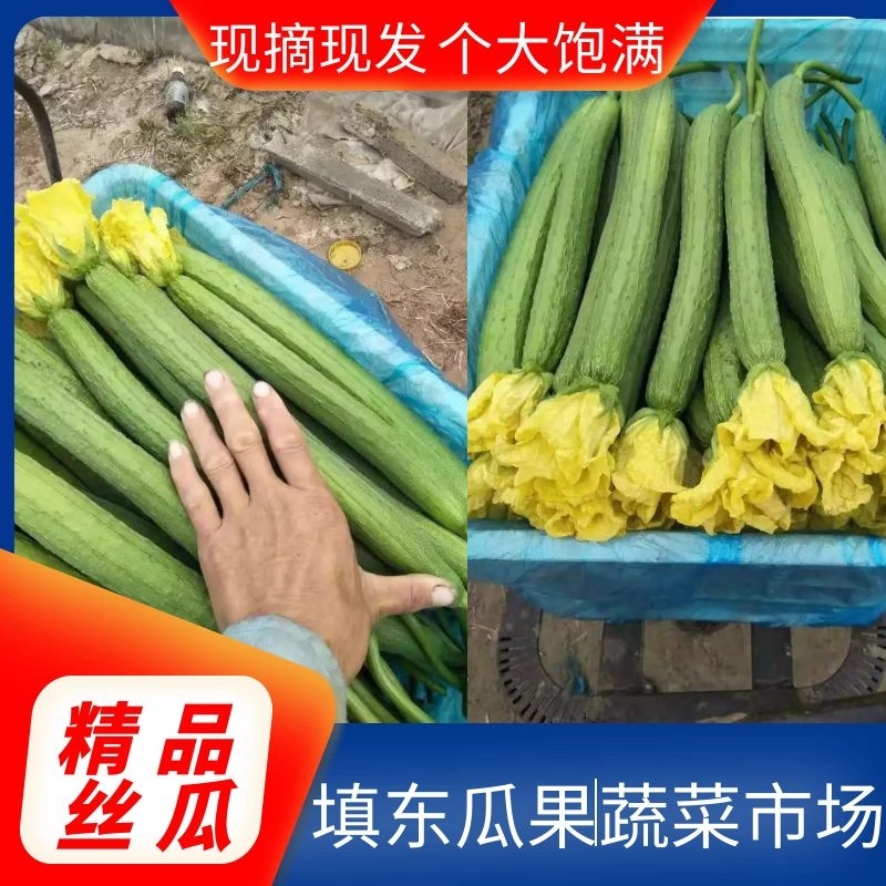 山东品质丝瓜大量供应色泽鲜艳诚信经营真实报价