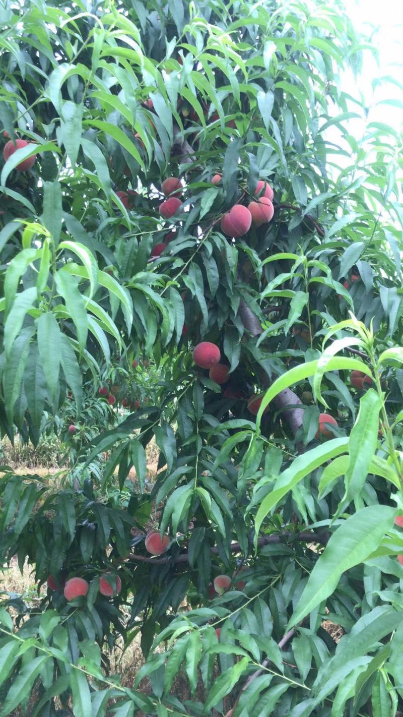 【热销】晚西妃毛桃，绿化9号，颜色好，甜度高