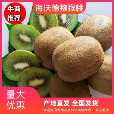 河南海沃德绿心猕猴桃万亩基地产地直销一手货源可视频看货