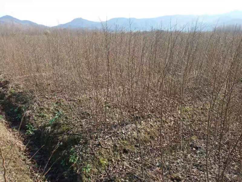 朴树小苗丛生朴树朴树2公分朴树5公分朴树10公分