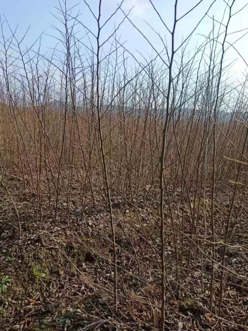 朴树小苗丛生朴树朴树2公分朴树5公分朴树10公分