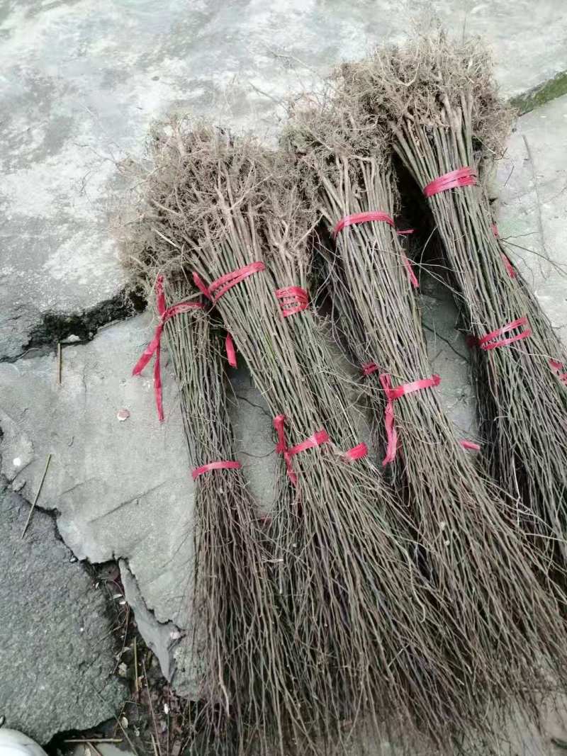 朴树小苗丛生朴树朴树2公分朴树5公分朴树10公分