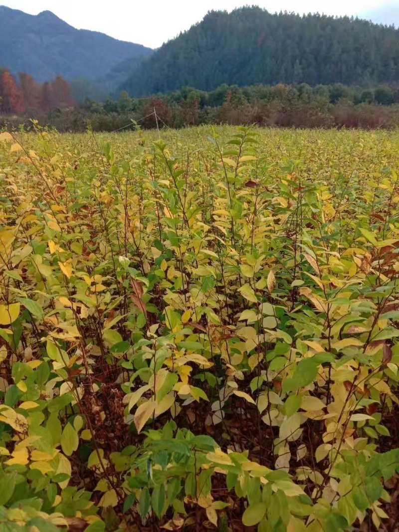 朴树小苗丛生朴树朴树2公分朴树5公分朴树10公分