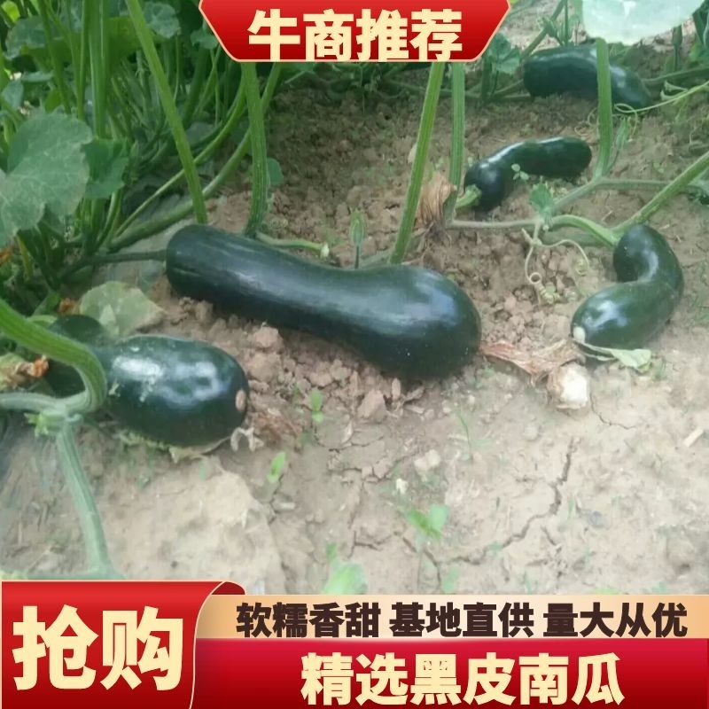 黑皮南瓜3~4斤以上长条形产地直供价格便宜