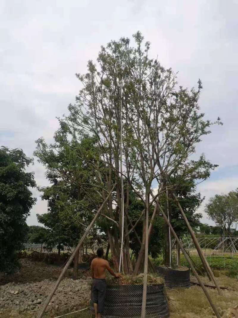 红果冬青小苗红果冬青3公分红果冬青20公分丛生冬青