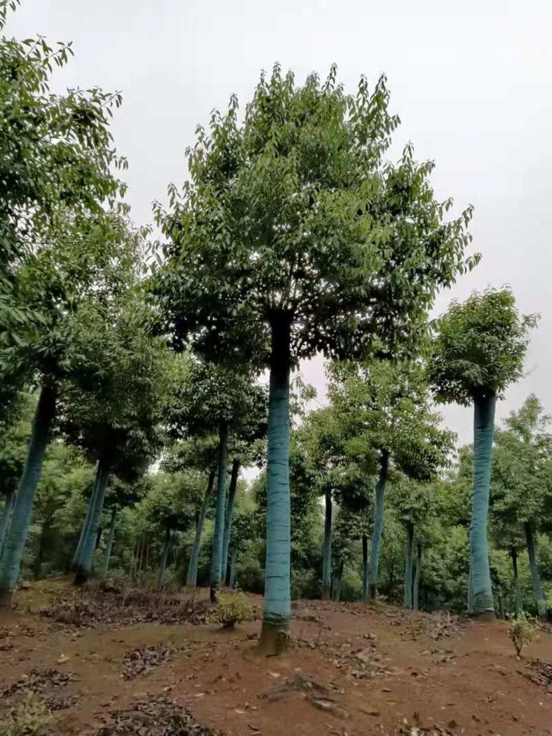 红果冬青小苗红果冬青3公分红果冬青20公分丛生冬青