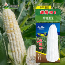 白糯玉米种子大白粒不秃尖中早熟超糯608厂家直销