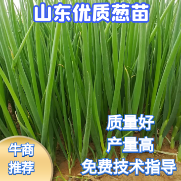 【葱苗】山东葱苗潍坊优质铁杆大葱葱苗日本钢葱葱苗30cm