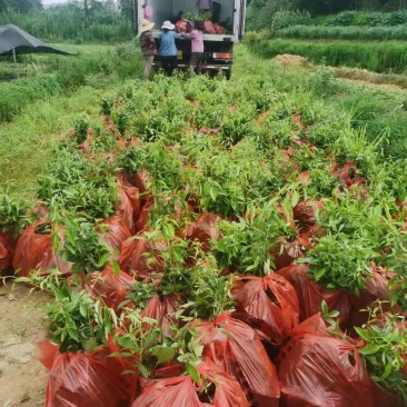 苦槠小苗丛生苦槠苦槠20公分苦槠15公分苦槠35
